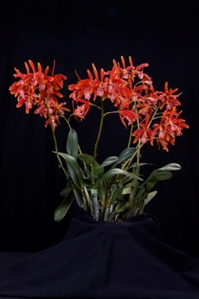 Cattleya Zip Bell' Orchidea CCM/AOS 81 pts. - Plant